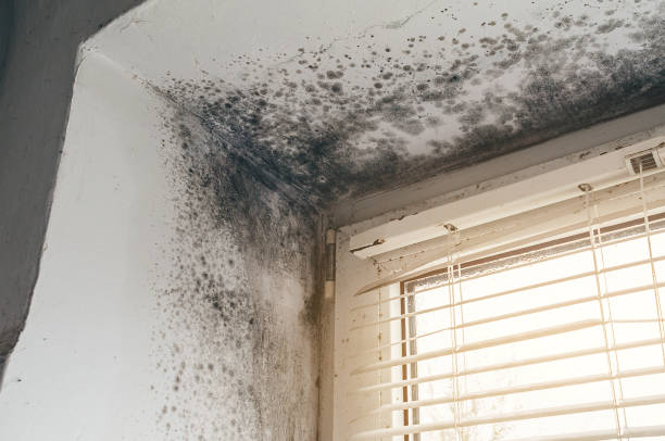 Affordable Basement Mold Removal solutions in Manchester, WA