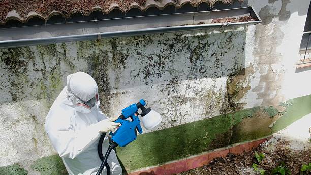 Top rated local Basement Mold Removal specialists in Manchester, WA